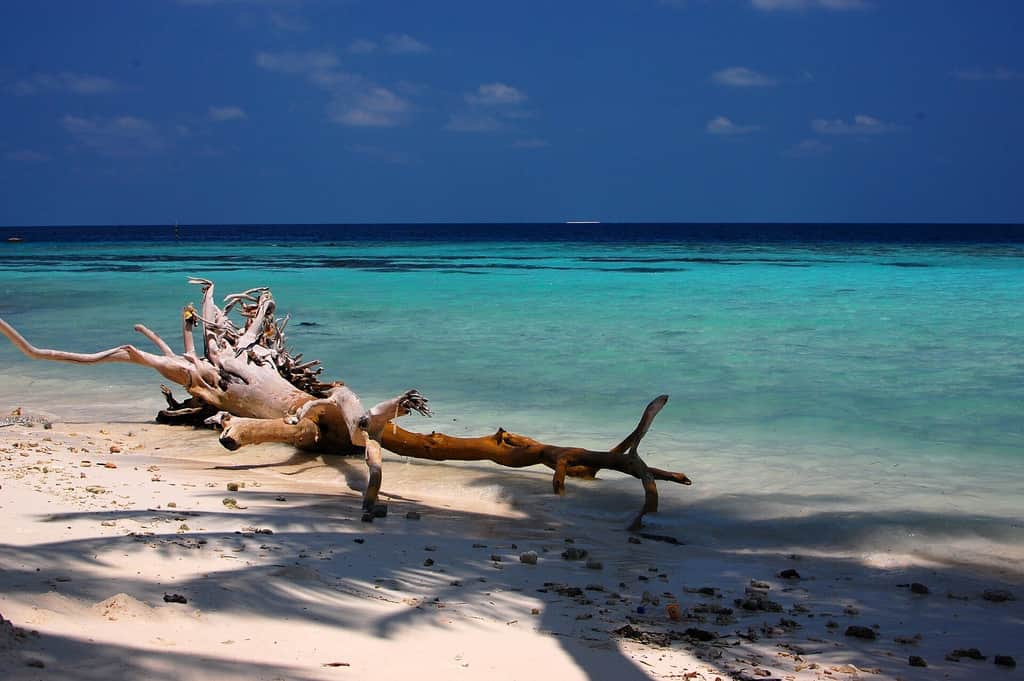 Beach with driftwood on Maafushi, Maldives