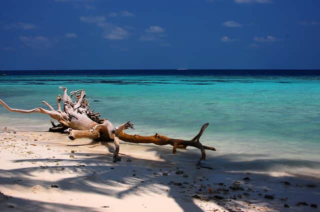 Beach with driftwood on Maafushi, Maldives