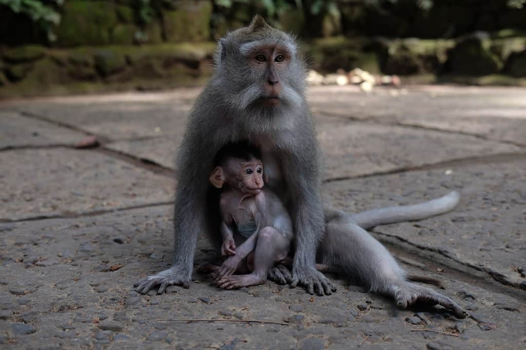 Macaque and baby in the Ubud Monkey Forest