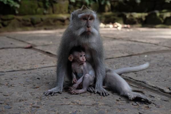 Bali Family Adventure Tour – 6 Days / 5 Nights