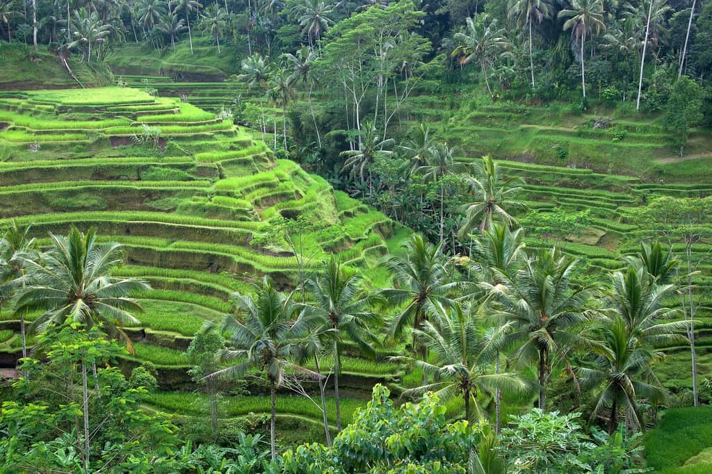 Rice terraces near Ubud, Bali