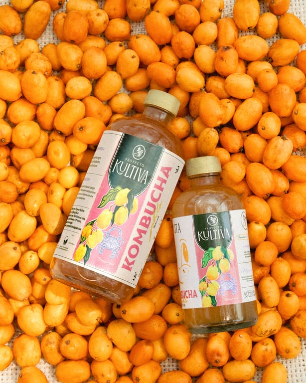 Kombucha Jobito - Image 1
