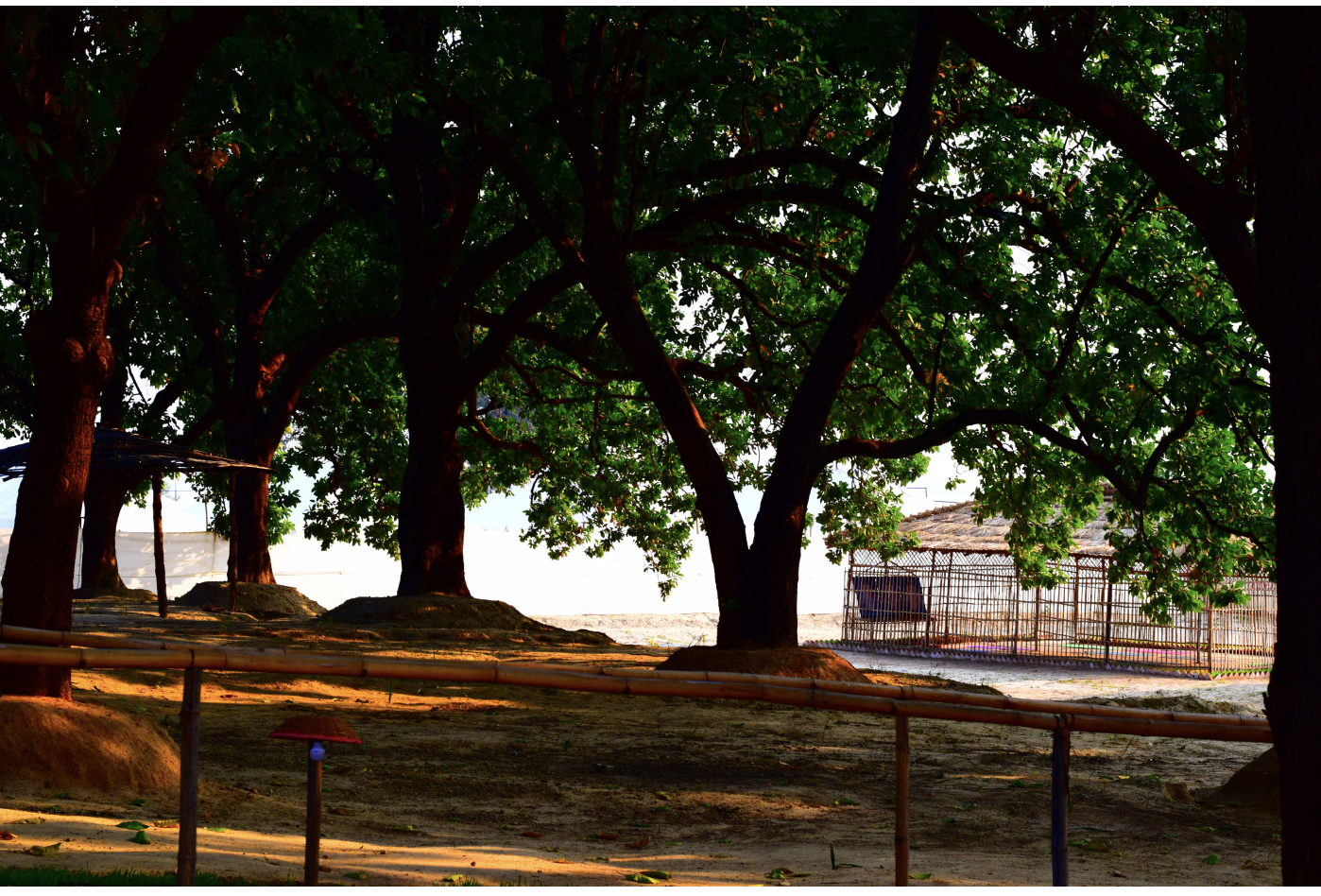 The peaceful forest-like enclosure of Kumbh Sukrit camp with tall trees, clean pathways and a beautiful environment.