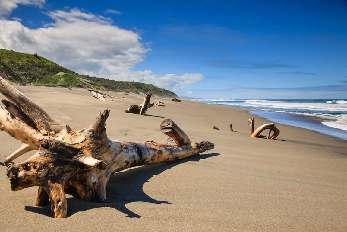 a driftwood log that washed up on the beach