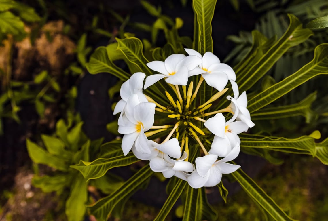 a beautiful white fijian flower