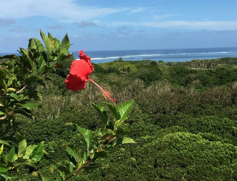a beautiful red hibiscus flower in fiji