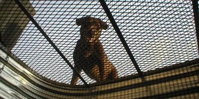 Child and pet-safe window well cover installed on residential property
