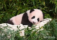 대왕판다