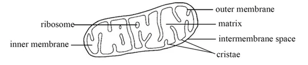 Labeled diagram of a mitochondrion showing the outer membrane, inner membrane with cristae, intermembrane space, matrix, and mitochondrial ribosomes.