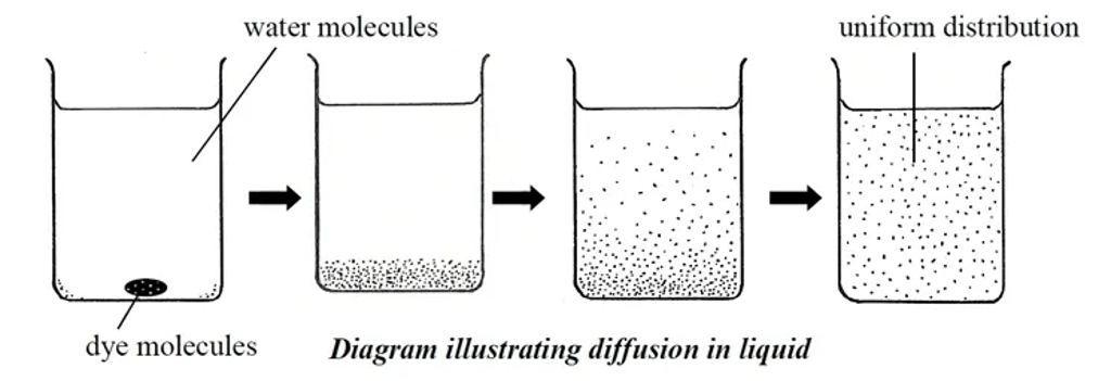 Four beakers showing diffusion of dye in water: dye molecules start as a small spot at the bottom, then spread upward as water molecules move randomly, until the particles are evenly dispersed and the solution shows a uniform distribution.