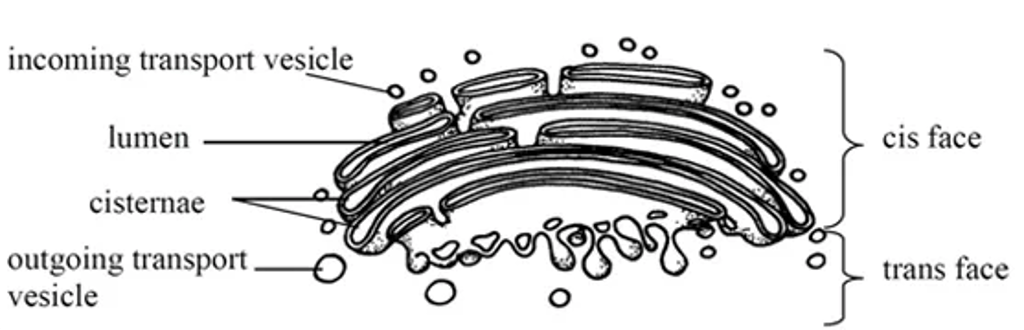 Labeled diagram of the Golgi apparatus showing stacked cisternae with lumen, the cis and trans faces, and incoming and outgoing transport vesicles.