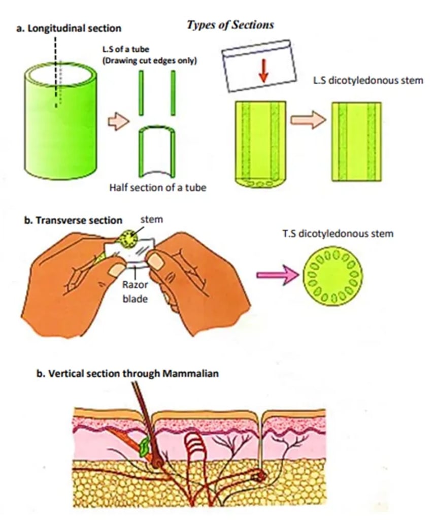 Types of sections in biology: (a) longitudinal section of a dicot stem, (b) transverse section—hands slicing a stem with a razor to show a circular T.S., and (c) vertical section through mammalian skin with hair follicles, glands, and vessels.