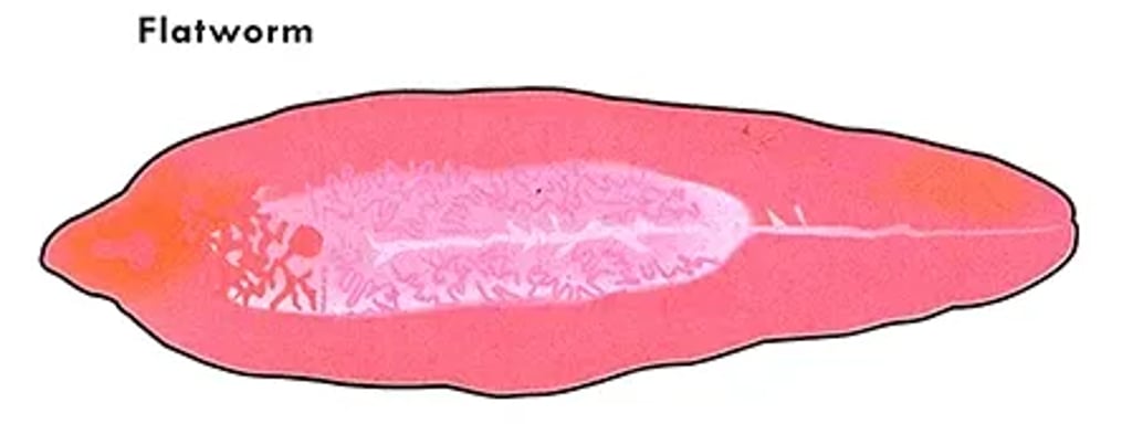 Flatworm showing its flattened, elongated pink body with visible internal structures typical of planarians.