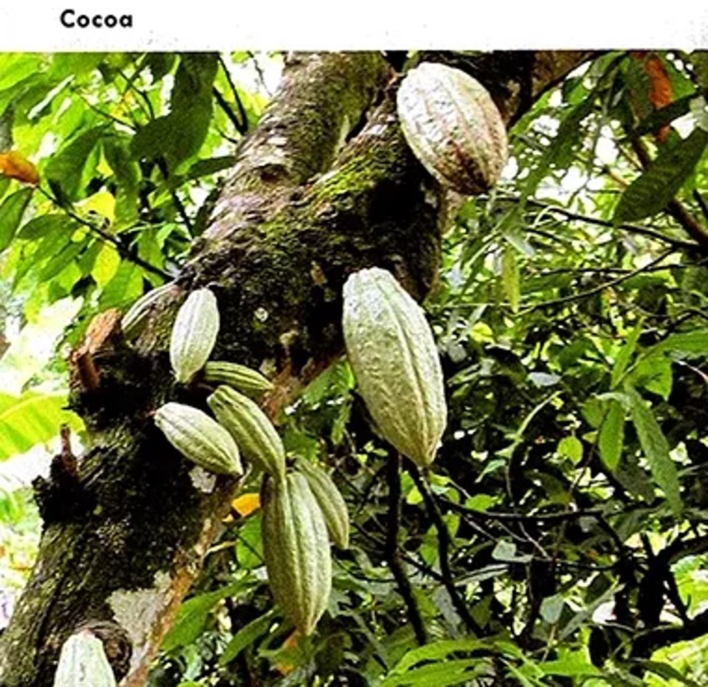 Cocoa tree branch with multiple oval cacao pods growing directly from the trunk amid dense green foliage.