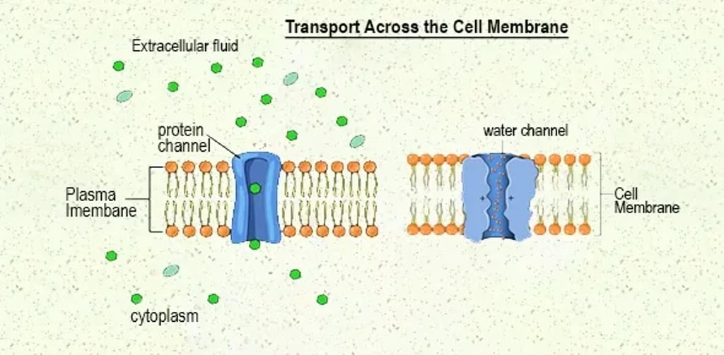Diagram of transport across the cell membrane: a phospholipid bilayer with orange heads and tails, showing a protein channel allowing green solute molecules to pass from extracellular fluid into the cytoplasm, and an aquaporin-like water channel enabling water movement through the membrane.