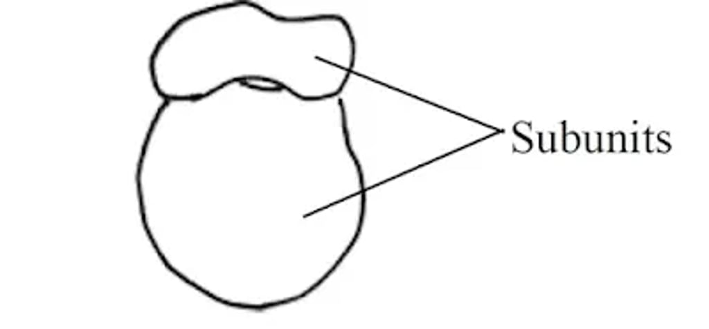 Labeled diagram of a ribosome showing its two subunits, large and small.