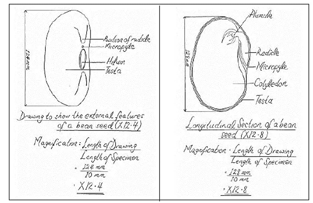 Biological drawing of a bean seed: left panel shows external features labeled hilum, micropyle, and testa; right panel shows longitudinal section with plumule, radicle, micropyle, cotyledon, and testa, including magnification notes.