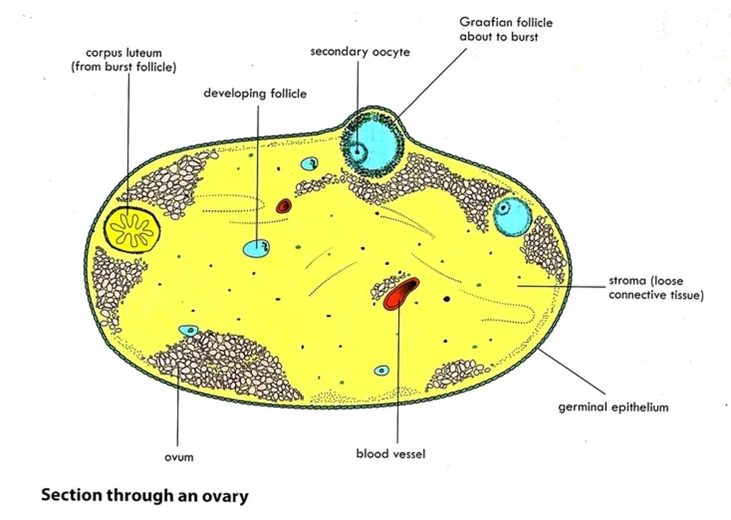 Labeled diagram showing a section through an ovary. It identifies structures such as the corpus luteum from a burst follicle, a developing follicle, a secondary oocyte, Graafian follicle about to burst, ovum, blood vessel, stroma or loose connective tissue, and germinal epithelium. The diagram highlights follicle development and ovulation within the ovary.