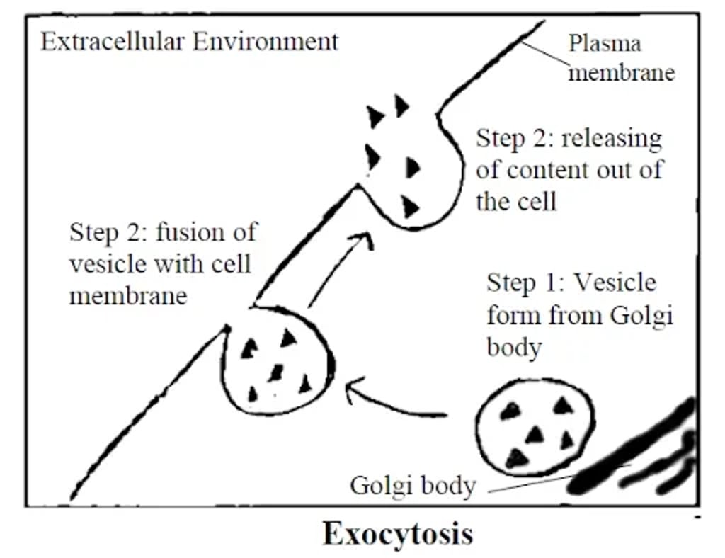 Diagram of exocytosis: secretory vesicles formed from the Golgi body move to the plasma membrane, fuse with it, and release their contents to the extracellular environment.