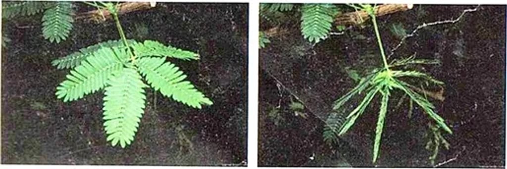 Sensitive plant (Mimosa pudica) showing leaflets open on the left and folded after touch on the right, demonstrating thigmonastic response.