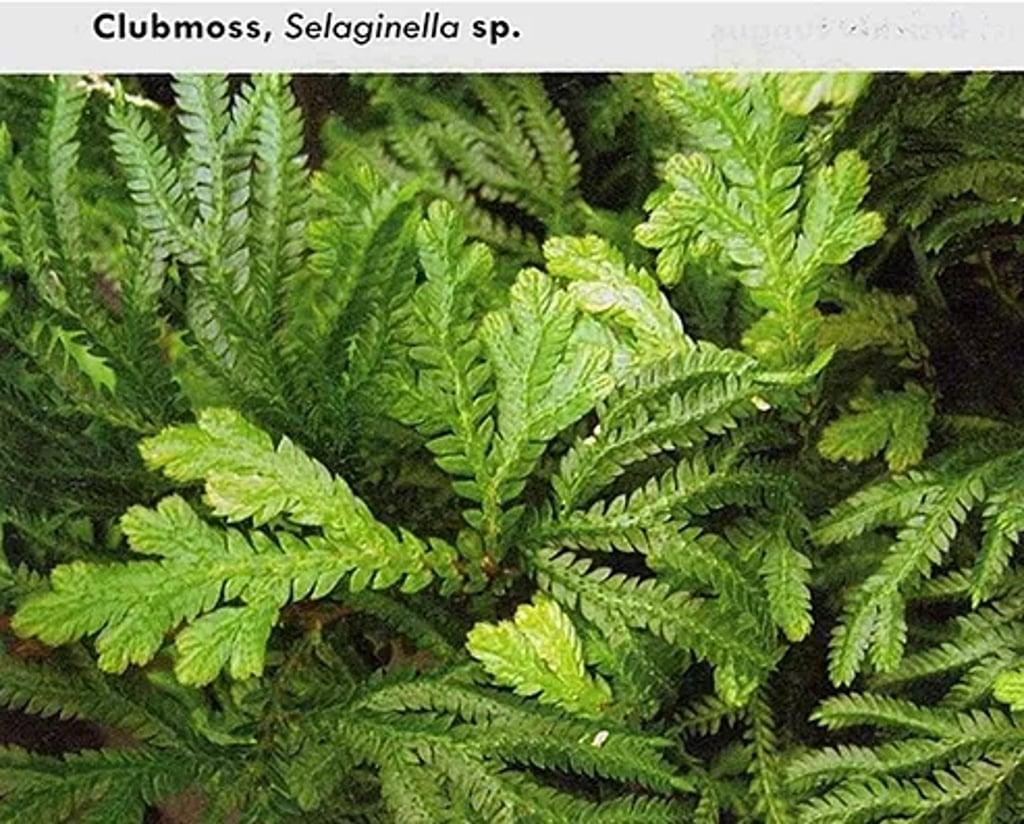 Close-up of Clubmoss, Selaginella species: bright green, fern-like foliage with small overlapping scale leaves forming dense, branching mats.