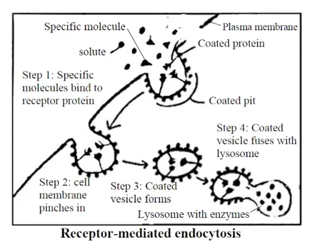 Sequence of receptor-mediated endocytosis: specific molecules bind to receptor proteins in a coated pit on the plasma membrane; the membrane pinches in to form a coated vesicle; the vesicle moves inward and later fuses with a lysosome whose enzymes process the cargo.
