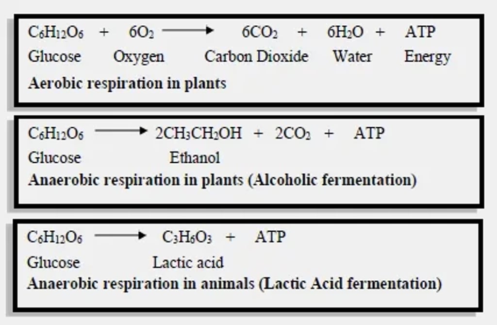 Types of cellular respiration: (1) Aerobic respiration in plants—C6H12O6 + 6O2 → 6CO2 + 6H2O + ATP; (2) Anaerobic respiration in plants (alcoholic fermentation)—C6H12O6 → 2C2H5OH + 2CO2 + ATP; (3) Anaerobic respiration in animals (lactic acid fermentation)—C6H12O6 → 2C3H6O3 + ATP.