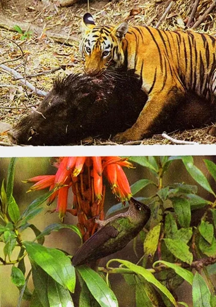Forms of food capture: top—tiger holding down prey in dry forest; bottom—hummingbird feeding on nectar from red tubular flowers among green leaves.