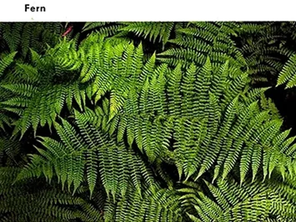 Dense cluster of green fern fronds with many small leaflets (pinnae), showing the typical feathery appearance of ferns.