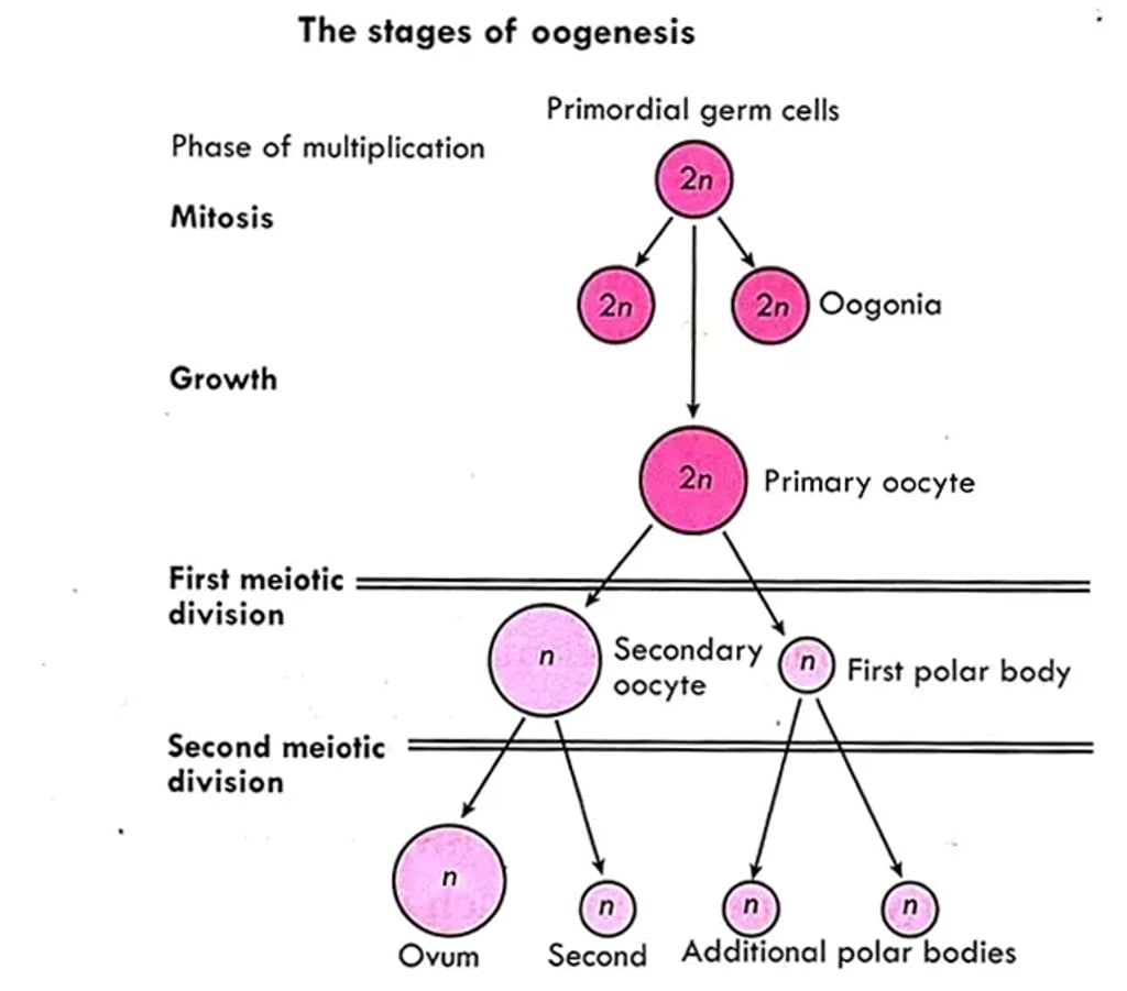 Diagram of the stages of oogenesis. Primordial germ cells (2n) divide by mitosis to form oogonia (2n). After growth, a primary oocyte (2n) undergoes the first meiotic division to produce a secondary oocyte (n) and the first polar body (n). During the second meiotic division, the secondary oocyte becomes the ovum (n) and forms a second polar body (n); additional polar bodies are shown. Labels indicate mitosis, growth, first and second meiotic divisions.