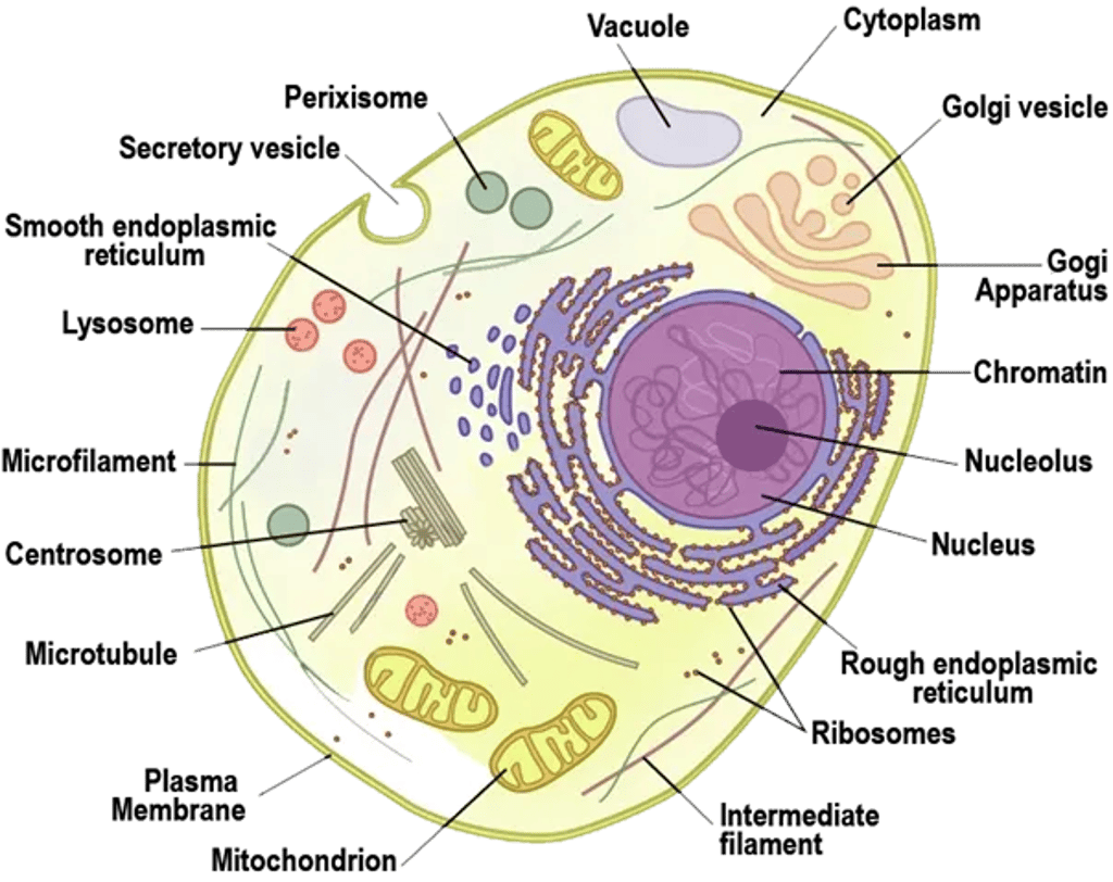 Labeled diagram of a typical animal cell showing plasma membrane, cytoplasm, nucleus with nucleolus and chromatin, rough and smooth endoplasmic reticulum, ribosomes, Golgi apparatus, mitochondria, lysosome, vesicles, cytoskeleton fibers, and centrosome.