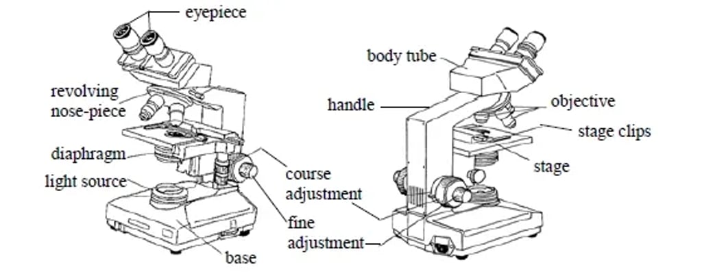 Labeled diagram of a compound microscope showing eyepiece, body tube, revolving nosepiece, objectives, stage with stage clips, diaphragm and light source, coarse and fine adjustment knobs, handle, and base.
