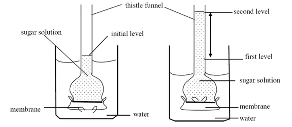 Two-part diagram demonstrating osmosis using a thistle funnel: the bulb is covered with a semipermeable membrane and filled with sugar solution, placed in water. Left shows the initial level of solution in the stem; right shows water moving into the funnel through the membrane, causing the sugar solution level to rise from the first level to a higher second level.