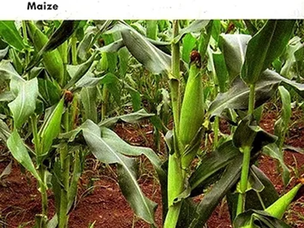 Field of maize plants with tall green stalks, broad leaves, and developing ears of corn enclosed in green husks growing in rich soil.