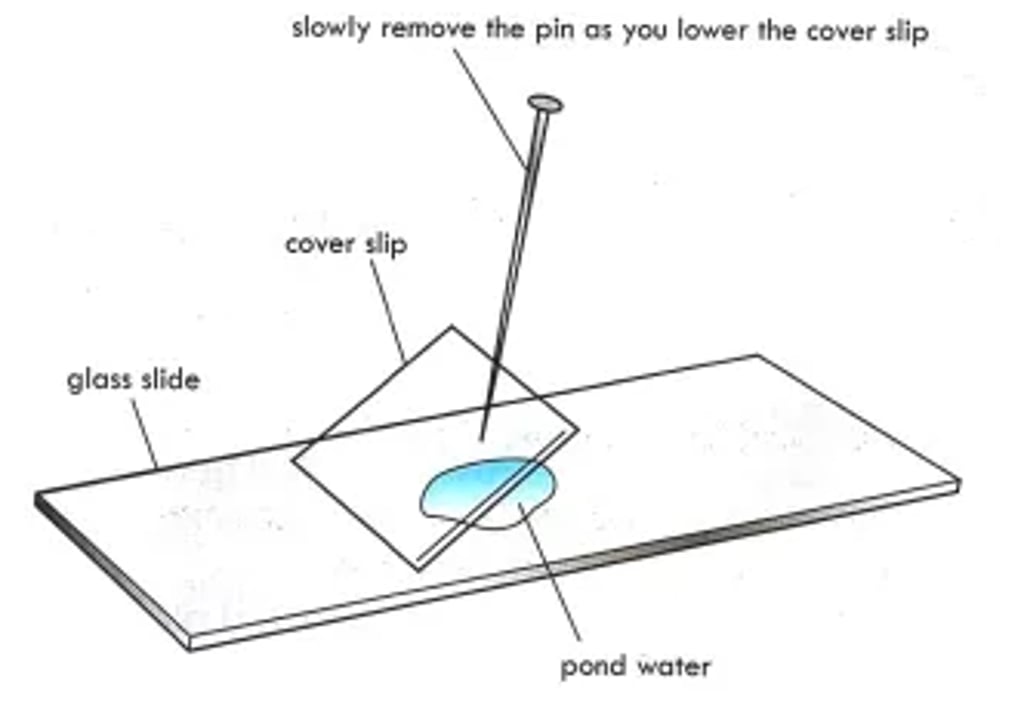 Preparing a microscope slide: a drop of pond water on a glass slide while a cover slip is lowered at an angle using a pin to avoid air bubbles.