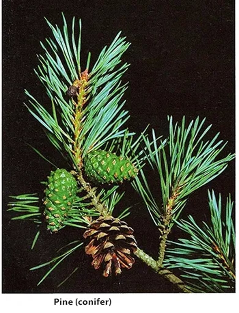 Pine branch with long, needle-like green leaves and both immature green cones and mature brown cones, characteristic of coniferous gymnosperms.