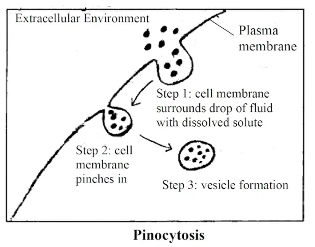 Diagram of pinocytosis: the plasma membrane invaginates to surround a small drop of extracellular fluid containing dissolved solutes, the membrane pinches in, and a tiny vesicle forms inside the cell.