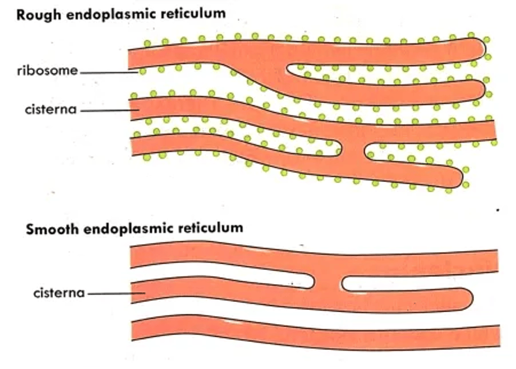 Comparison diagram of rough and smooth endoplasmic reticulum: rough ER cisternae studded with ribosomes versus smooth ER without ribosomes, with labels for ribosome and cisterna.