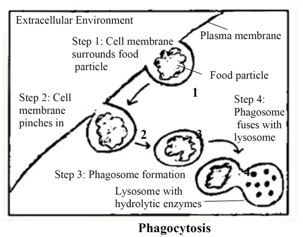 Sequence showing phagocytosis: 1) the plasma membrane extends around a food particle, 2) the membrane pinches in, 3) a phagosome vesicle forms inside the cell, and 4) the phagosome fuses with a lysosome containing hydrolytic enzymes to digest the particle.