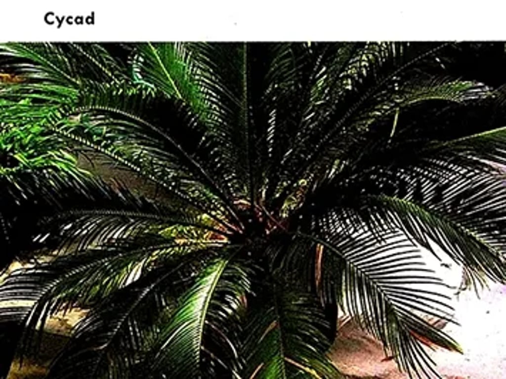 Cycad plant with a thick woody stem and a crown of long, stiff, pinnate leaves radiating outward, resembling a palm-like appearance typical of gymnosperms.