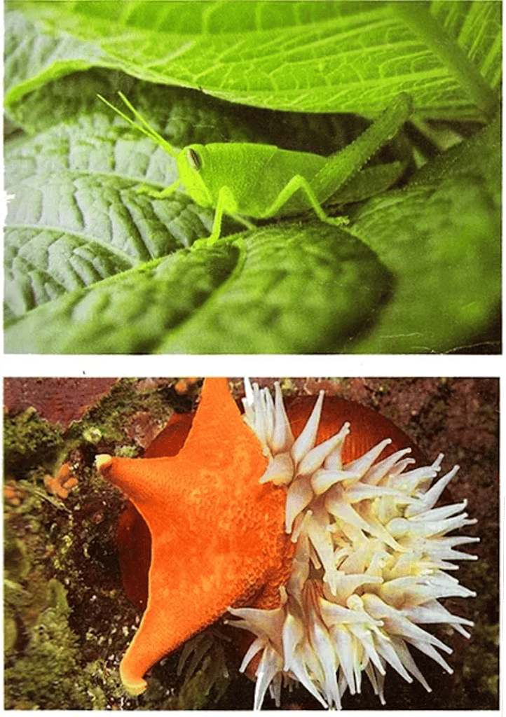 Forms of food capture: top—green grasshopper on a leaf; bottom—bright orange sea star feeding on a white sea anemone underwater.