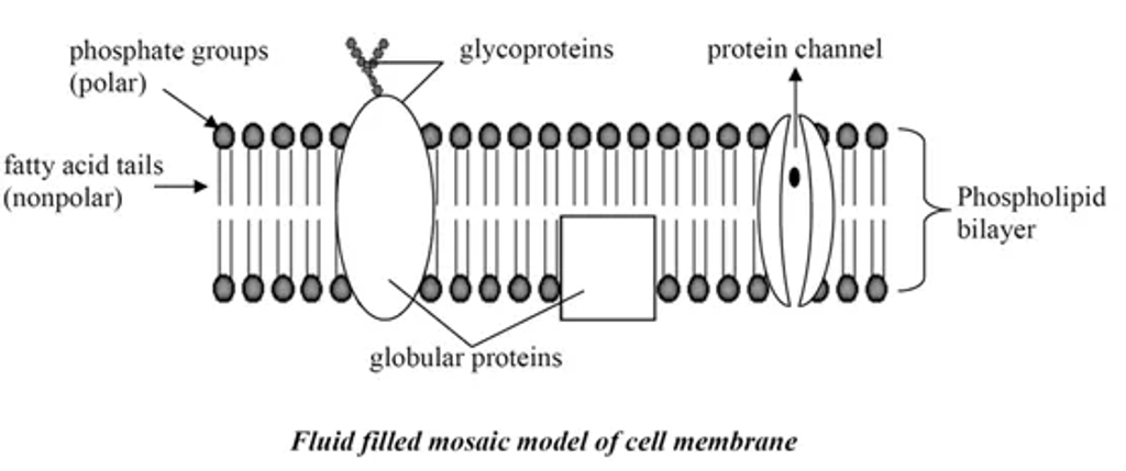 Fluid mosaic model of the cell membrane: phospholipid bilayer with polar phosphate heads and nonpolar fatty-acid tails, embedded globular proteins, a protein channel, and surface glycoproteins.