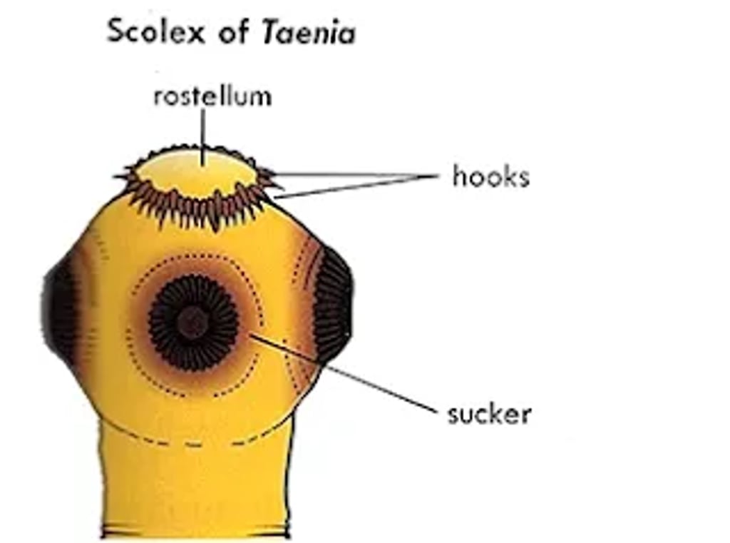 Diagram of the scolex of Taenia showing the rostellum with hooks and circular suckers used for attachment to the host's intestinal wall.