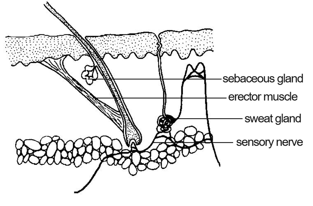 Cross-section of mammalian skin showing labelled structures: sebaceous gland beside a hair follicle, the erector (arrector pili) muscle attached to the follicle, a coiled sweat gland in the dermis, and branching sensory nerve fibres.