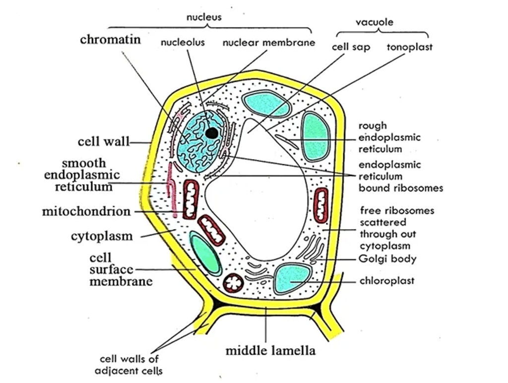 Labeled diagram of a typical plant cell showing cell wall and middle lamella, cell surface membrane, cytoplasm, large central vacuole with tonoplast and cell sap, nucleus with nucleolus, chromatin and nuclear membrane, rough and smooth endoplasmic reticulum with ribosomes, mitochondrion, chloroplasts, and Golgi body.
