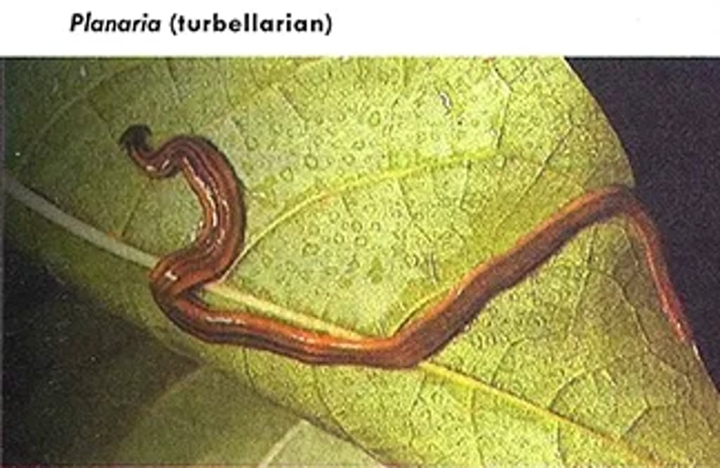 Planaria, a brown flatworm from the Turbellaria class, moving on a green leaf surface showing its elongated soft body and tapered ends.