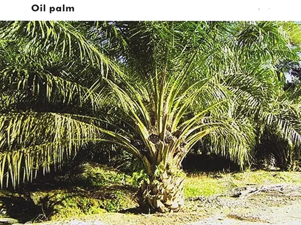 Oil palm tree with a thick trunk and a crown of long, feathery fronds, growing on a plantation with visible oil palm fruit bunches near the base.