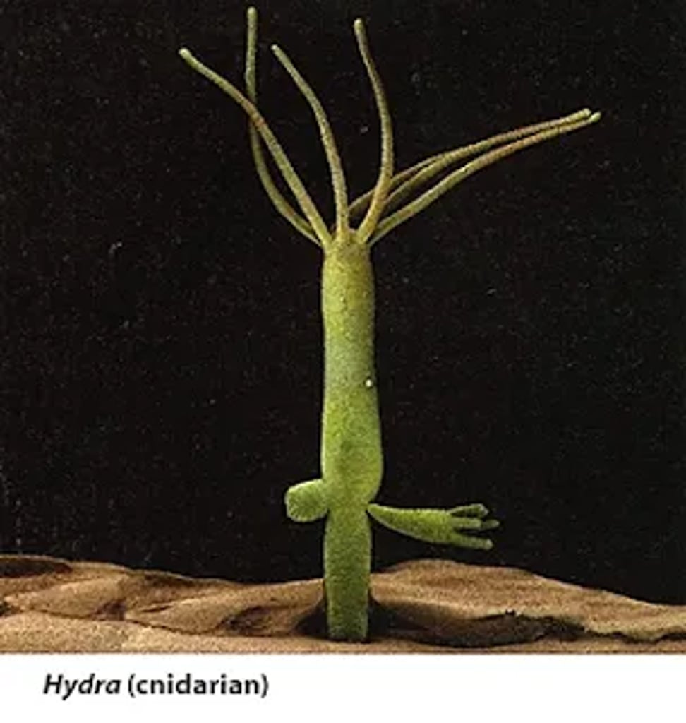 Hydra, a small freshwater cnidarian, showing its tubular green body anchored to a surface with tentacles extending upward for capturing prey.
