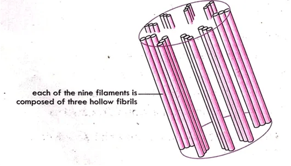 Labeled diagram of a centriole showing its cylindrical structure with nine sets of microtubule triplets—each filament composed of three hollow fibrils (9×3 arrangement).