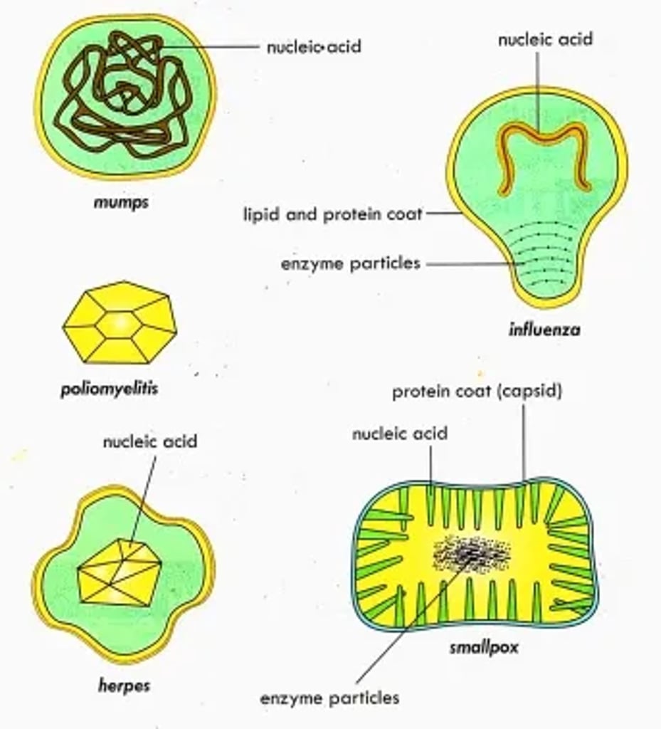 Annotated diagram of five viruses—mumps, influenza, poliomyelitis (polio), herpes, and smallpox—showing nucleic acid, protein coat/capsid, lipid envelope, and enzyme particles.